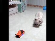 Cute Funny Pets Playing