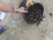A Bucket Full Of Baby Turtles