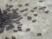 A Bucket Full Of Baby Turtles