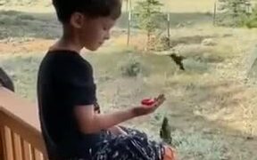 Patient Kid Feeds Hummingbirds From His Hands - Kids - VIDEOTIME.COM
