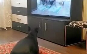 Doggo Learns To Walk On Two Legs - Animals - VIDEOTIME.COM