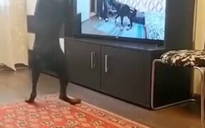 Doggo Learns To Walk On Two Legs - Animals - VIDEOTIME.COM