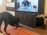 Doggo Learns To Walk On Two Legs