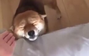 Dog Is The Happiest Doggo Out There - Animals - VIDEOTIME.COM