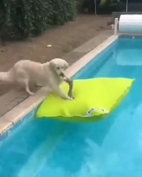 Cute Dog Jumps On A Floating Pillow In The Pool! - Animals - Y8.com