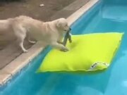 Cute Dog Jumps On A Floating Pillow In The Pool!