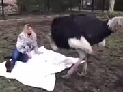 Cute Ostrich Loves Getting Petted!