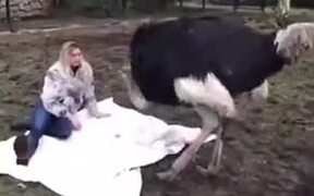 Cute Ostrich Loves Getting Petted! - Animals - VIDEOTIME.COM
