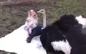Cute Ostrich Loves Getting Petted! - Animals - VIDEOTIME.COM