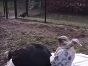 Cute Ostrich Loves Getting Petted!