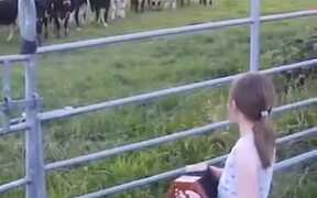 Cows Get Super Interested In Little Girl Playing - Animals - VIDEOTIME.COM