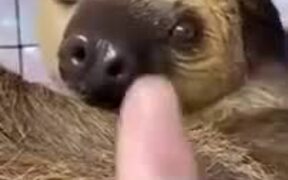 Booping All The Animals - Animals - VIDEOTIME.COM