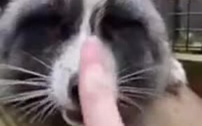 Booping All The Animals - Animals - VIDEOTIME.COM