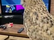 Playing Games With An Owl