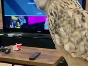 Playing Games With An Owl