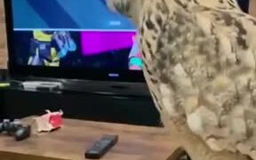 Playing Games With An Owl - Animals - VIDEOTIME.COM