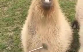 Capybara Is A Hapybara After Getting Scratches - Animals - VIDEOTIME.COM