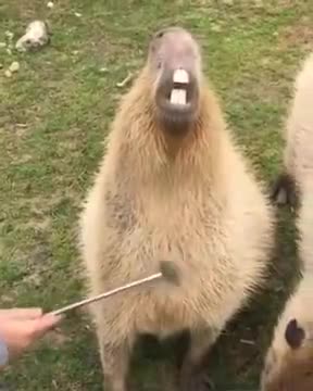 Capybara Is A Hapybara After Getting Scratches