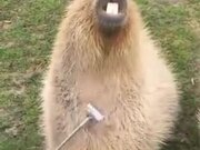 Capybara Is A Hapybara After Getting Scratches