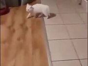 Catto And Doggo Do The Dance Of Death