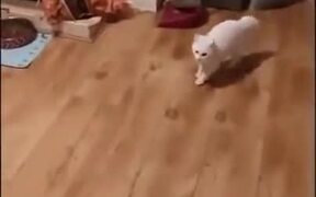 Catto And Doggo Do The Dance Of Death