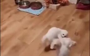 Catto And Doggo Do The Dance Of Death - Animals - VIDEOTIME.COM