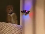 Catto Has Enough Of Being Scared Of The Drone