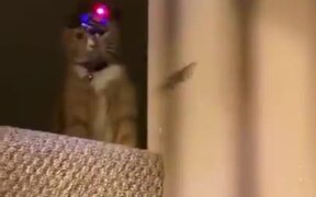Catto Has Enough Of Being Scared Of The Drone - Animals - VIDEOTIME.COM