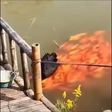Black Swan Feeds A Horde Of Golden Koi Fish