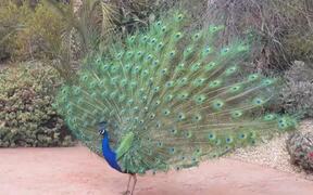 Great Peacock Dance - Animals - VIDEOTIME.COM