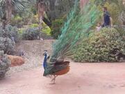 Great Peacock Dance