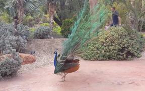 Great Peacock Dance