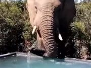 Huge African Elephant Chilling By The Pool