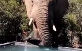 Huge African Elephant Chilling By The Pool - Animals - VIDEOTIME.COM