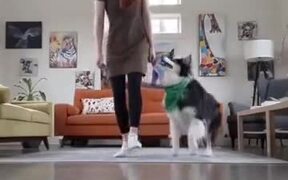Cute Doggo Does Exactly What She Does - Animals - VIDEOTIME.COM