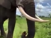 Elephant Literally Pranks A Woman