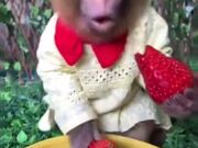 Monkey Loves Strawberry