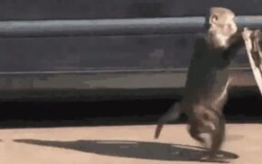 Funniest Monkey - Animals - VIDEOTIME.COM