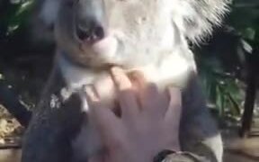 The Koala Getting Some Relaxing Scratches - Animals - VIDEOTIME.COM