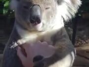 The Koala Getting Some Relaxing Scratches