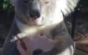 The Koala Getting Some Relaxing Scratches