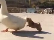 Beautiful Relationship Between A Puppy And A Duck