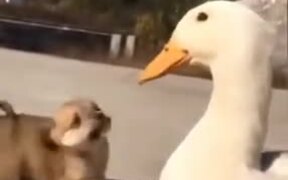 Beautiful Relationship Between A Puppy And A Duck - Animals - VIDEOTIME.COM