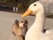 Beautiful Relationship Between A Puppy And A Duck