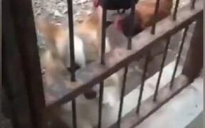Chicken Vs Dog 2 - Animals - VIDEOTIME.COM