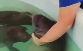 Bottle Feeding A Baby Manatee, So Cute - Animals - VIDEOTIME.COM
