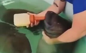 Bottle Feeding A Baby Manatee, So Cute - Animals - VIDEOTIME.COM