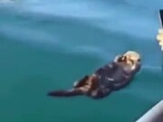 Napping Otter Gets Woken Up By Guy
