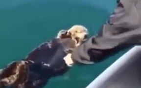 Napping Otter Gets Woken Up By Guy - Animals - VIDEOTIME.COM