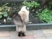 Fat Cat Has The Moves Of A Ninja